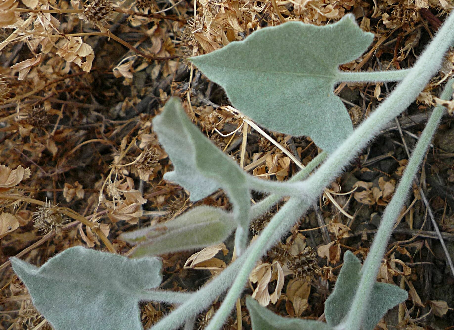 High Resolution Calystegia malacophylla Leaf